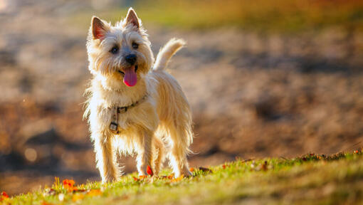 Cairn terrier hypoallergenic best sale dogs